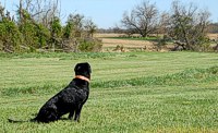 A Braveheart Lab Surveys Mixed Cover