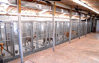 Braveheart Kennels - Boarding Kennel - Indoor View 2