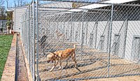 Braveheart Kennels - Boarding Kennel - Outdoor View