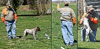 Braveheart Kennels - Field Training