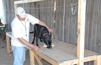 Braveheart Kennels - Retrieve Training Table