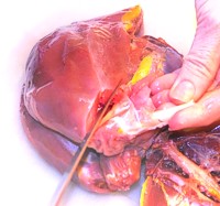 Cut the upper breast meat away from the shoulder joint.