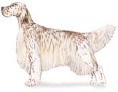 English Setter