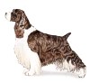 English Springer Spaniel