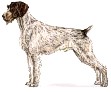 German Wirehaired Pointer