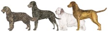 Other Sporting Breeds at the AKC Web Site