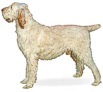 Spinone Italiano