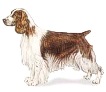 Welsh Springer Spaniel