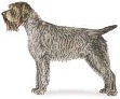 Wirehaired Pointing Griffon