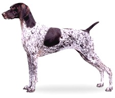 German Shorthaired Pointer