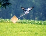 Carded Pigeon