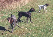 Chain Gang