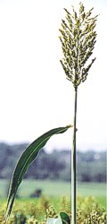 sorghum 01 jpg