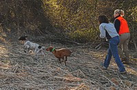 A GSP and a Vizsla break away from the line for their junior test.