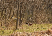 A double point during a junior hunt test.