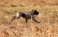 A German Shorthaired Pointer launches into the bird field during a master hunt test.