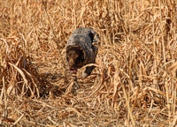 A GSP moves through the sorghum with a purpose.