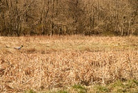 A GSP shows a fine 30-yard back during a master hunt test. Display a higher-resolution version of this image to see what the backing dog is seeing.