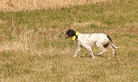 A pointer gently retrieves a wounded chukar.