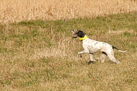 A pointer, with a happy spring in her step, speeds her retrieve.