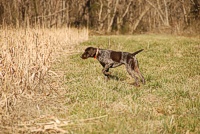 Thunder the GSP locks up stylishly while pointing a chukar in the edge of a sorghum strip.