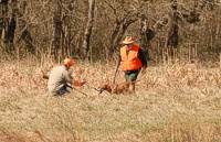 A master Vizsla retrieves a chukar to hand.