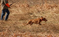 A Vizsla quarters out in front of his handler.