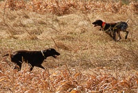 Master shorthair bracemates are independently working the bird field.