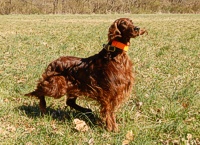 An Irish setter frisks on the hunt test grounds before her junior test.