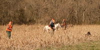 A handler softly cautions his shorthair, who has hit on a point while passing a bird to his side.