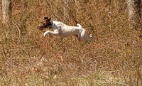 A shortair uses his powerful build to easily clear a dense tangle of briars as he works a hedgerow.