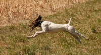 A GSP makes for the cover at full throttle.