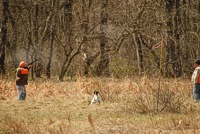 A handler and his steady shorthaired companion watch as a gunner takes down a just-flushed chukar.