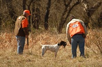 A shorthair retrieves a just-shot chukar. He moves right past the gunner, and brings the bird to his handler's hand.