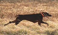 A liver shorthair stretches out on the run.