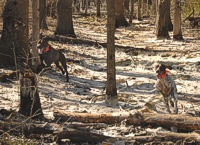 A brace of shorthairs dashes through a tree line between fields.