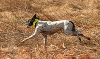 A Pointer runs through a sorgum patch.