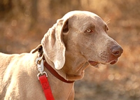 The big male Weim turns his head towards the gallery (and the bird box).