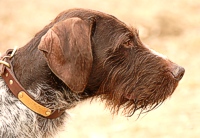 Sam the wirehair keeps an eye on the bird planters.