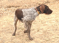 A German Wirehaired Pointer has a chukar partridge on his mind.