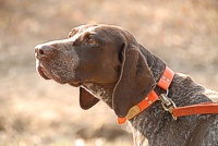 A German Shorthaired Pointer, waiting in the hunt test field gallery, catches a bit of scent from the bird field.
