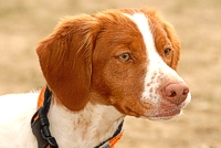 A Brittany's intensity builds while she waits to run as 'by' dog in a senior brace.