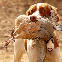 A Brittany waits for the 'out' command before giving up her prize.