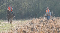 A handler in the junior field has a lot going on. He's using one hand to gesture a steadying command to his German Shorthair, and he's just kicked up a quail (which you can see on a flight path headed right in front of the mounted judge), and you can make out the puff of smoke from the handler's blank pistol (which he's fired to simulate a shot at the bird). Whew!