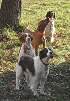 The Brittany Chain Gang (waiting their turns in the field) has a singing Vizsla in their midst.