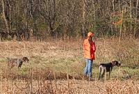 A handler, standing next to her on-point GSP, looks over her shoulder to make sure that the backing bracemate is steady before she moves in to flush a bird.