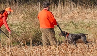 A handler reaches down for a retrieve-to-hand as her shorthair, carrying a quail, passes the gunner that brought it down.