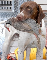 Shelby the GSP with a chukar partridge.