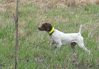 Shelby the shorthair locked up on another back-course quail.