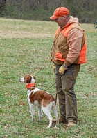A handler waits for his turn on the junior course. His Brittany is already well aware of what's happening in the bird field.